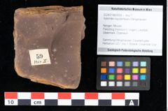 Foto (Objekt + Etikett) von Xylomites liquidambaris Ettingshausen (NHMW-GEO-2024-0188-0059)